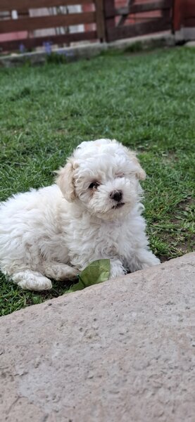 Bichon Matlez fata si baiat cauta casa noua mai multe detalii sunati sau ms