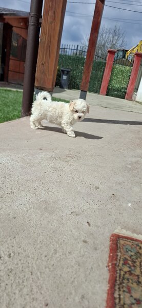 Bichon Matlez fata si baiat cauta casa noua mai multe detalii sunati sau ms
