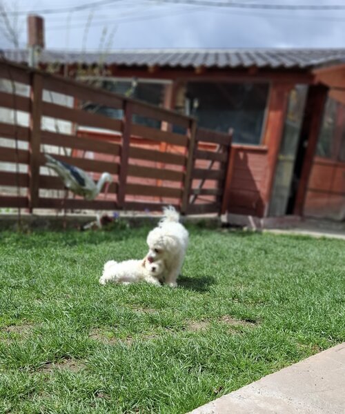 Bichon Matlez fata si baiat cauta casa noua mai multe detalii sunati sau ms