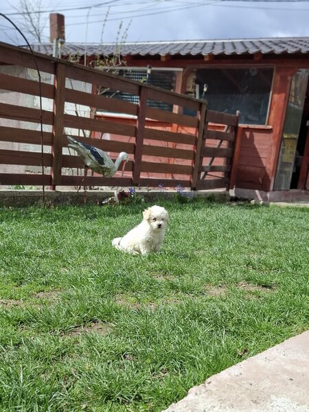 Bichon Matlez fata si baiat cauta casa noua mai multe detalii sunati sau ms