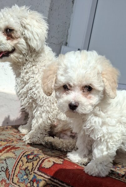 Bichon Matlez fata si baiat cauta casa noua mai multe detalii sunati sau ms