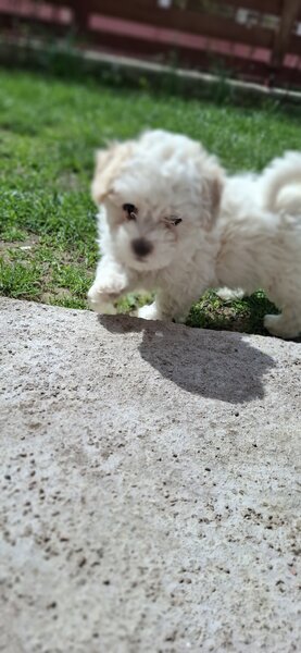 Bichon Matlez fata si baiat cauta casa noua mai multe detalii sunati sau ms