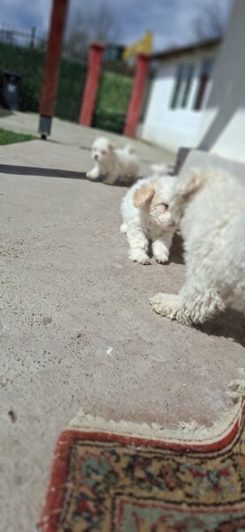 Bichon Matlez fata si baiat cauta casa noua mai multe detalii sunati sau ms