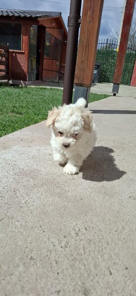 Bichon Matlez fata si baiat cauta casa noua mai multe detalii sunati sau ms