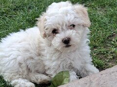 Bichon Matlez fata si baiat cauta casa noua mai multe detalii sunati sau ms