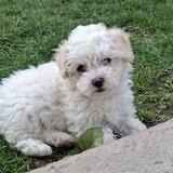 Bichon Matlez fata si baiat cauta casa noua mai multe detalii sunati sau ms